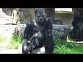 Gorillas Amazing Some Funny Moments