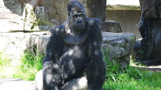 Gorillas Amazing Some Funny Moments