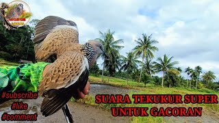 Panggilan Suara Tekukur Super Untuk Gacoran 🔥🔥