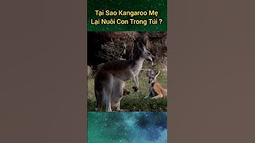Tại Sao Kangaroo Mẹ Lại Nuôi Con Trong Túi | Kiến Thức Mỗi Ngày Official #shorts