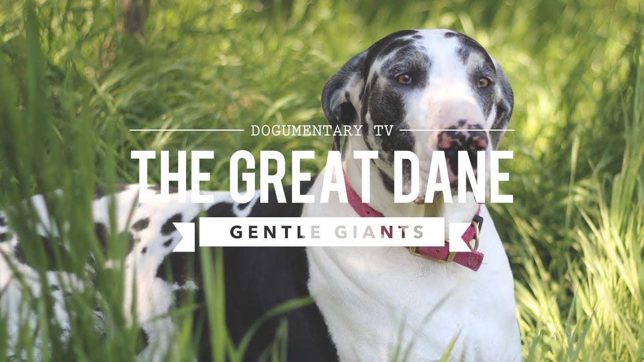 All About The Great Dane The K9 Gentle Giant