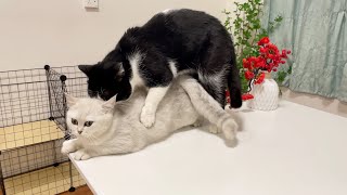 تزاوج القطط (العملية الكاملة) ، قطتان تلدان أطفالاً على المكتب !!!