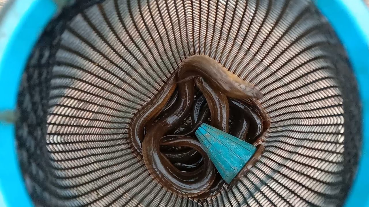 ดักปลาไหล!!กับเหยื่อสุดฮิตในหน้าฝน???15 สิงหาคม ค.ศ. 2022