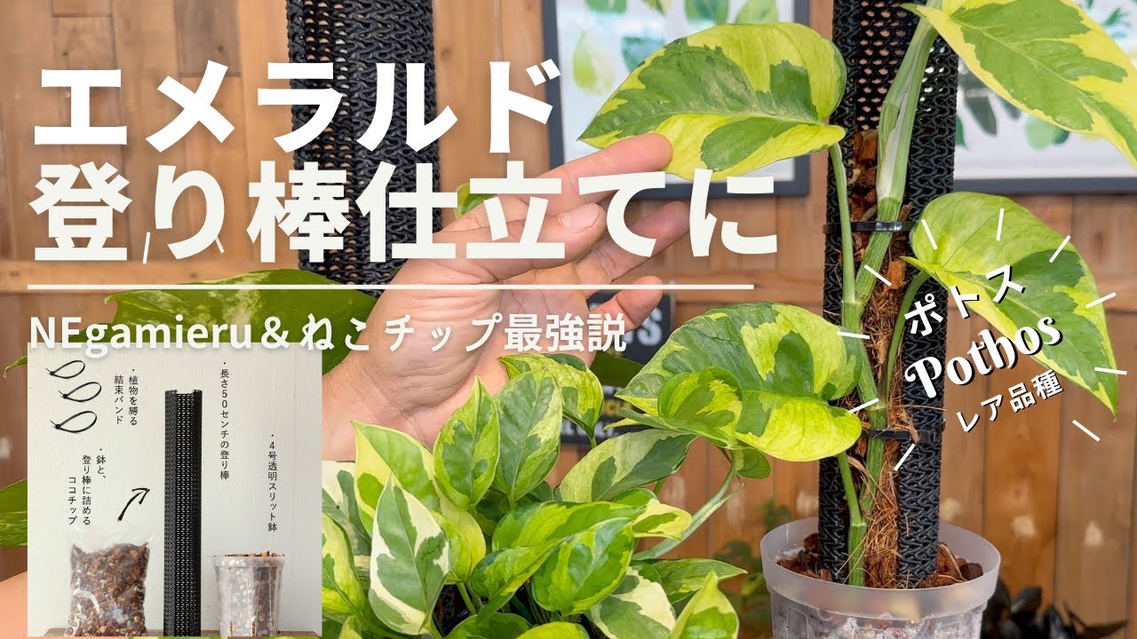 《必見》【ポトスエメラルド】ポトスを登らせ隊！夢が叶う3点セット