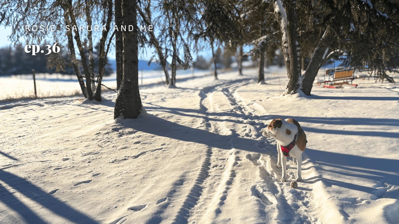 A Winter Day That Still Warms My Heart | Memories of My Harbin Days in the ’90s