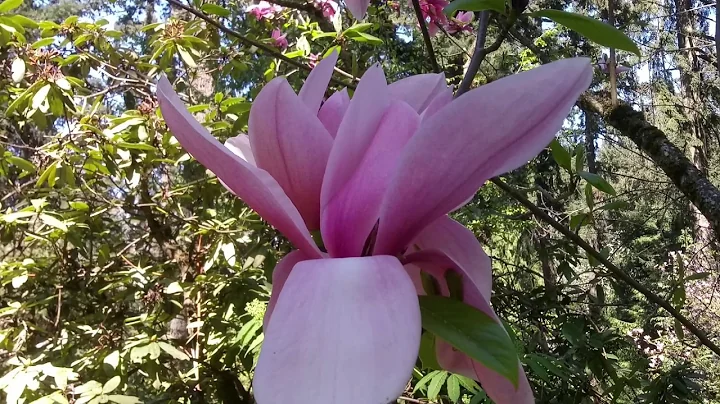 Spring Flora in Eugene baby!