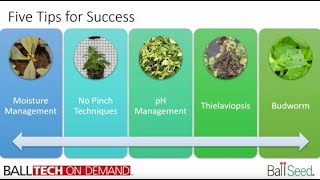 5 Tips to Level Up Your Calibrachoa Game Wealth