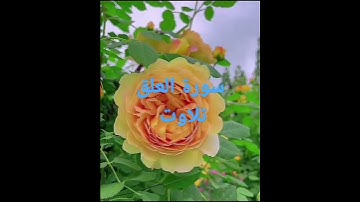 قرآن #قران_كريم #سورة العلق#duet #shortvideo #jummamubarakgreetings