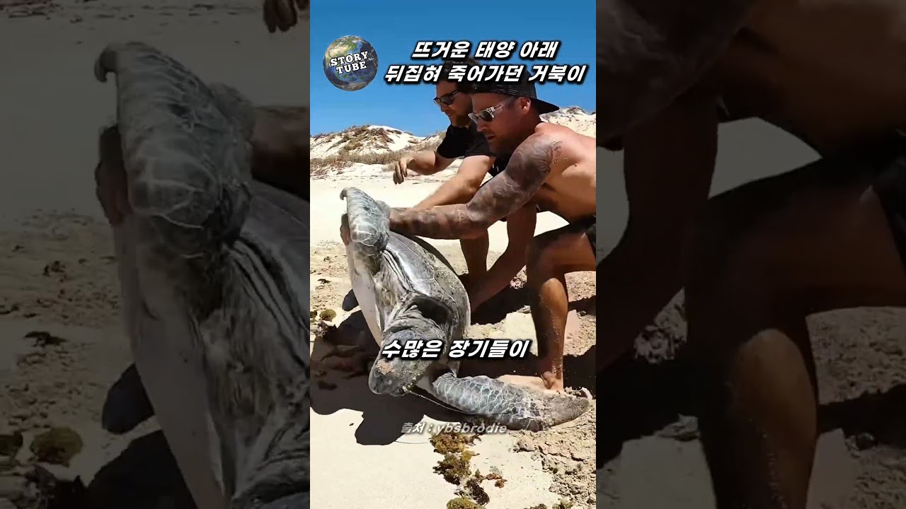 뜨거운 태양 아래서 뒤집어져 죽어가던 거북이를 구한 사람들