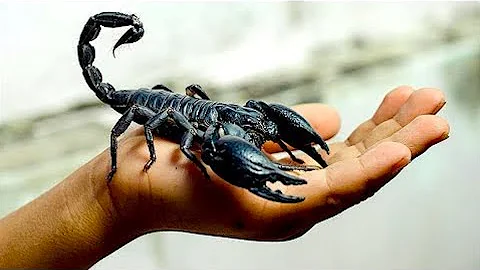 Sind schwarze Skorpione gefährlich?