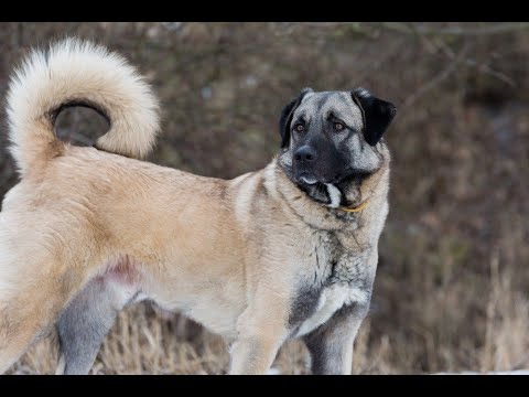 Vídeo: Nomes de cão turco para um pastor da Anatólia