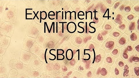Experiment 4: Mitosis (SB015)