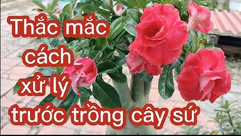 Thắc mắc , những cách xử lý trước khi trồng cây sứ ( để tránh bị nhầm lẫn...)