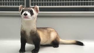 Happy Black-Footed Ferret Rediscovery Day!