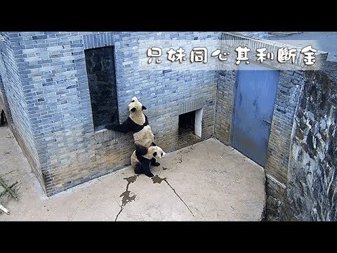 《熊貓早晚安》兄妹同心其利斷金 | iPanda