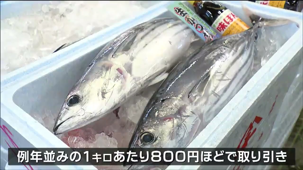 今年は安定した入荷を見込む」旬の味“初ガツオ”を試食「特にたたきが