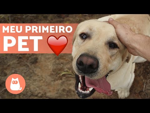 Vídeo: 15 raças de cães com as maiores contas de veterinário