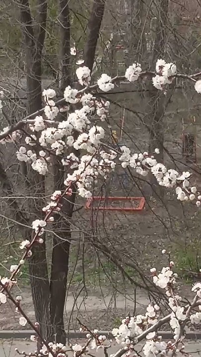 Как цветет абрикос 💐🌺🌸 - YouTube