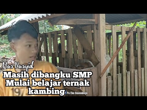 This child is still in junior high school and has already started learning to raise 9 goats