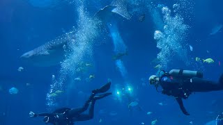 Atlanta Aquarium Dive