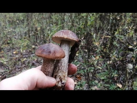 По грибному месту он лайн