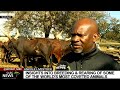 Ankole Livestock Auction Set To Take Place At President Ramaphosa S Phala Phala Farm On Saturday 