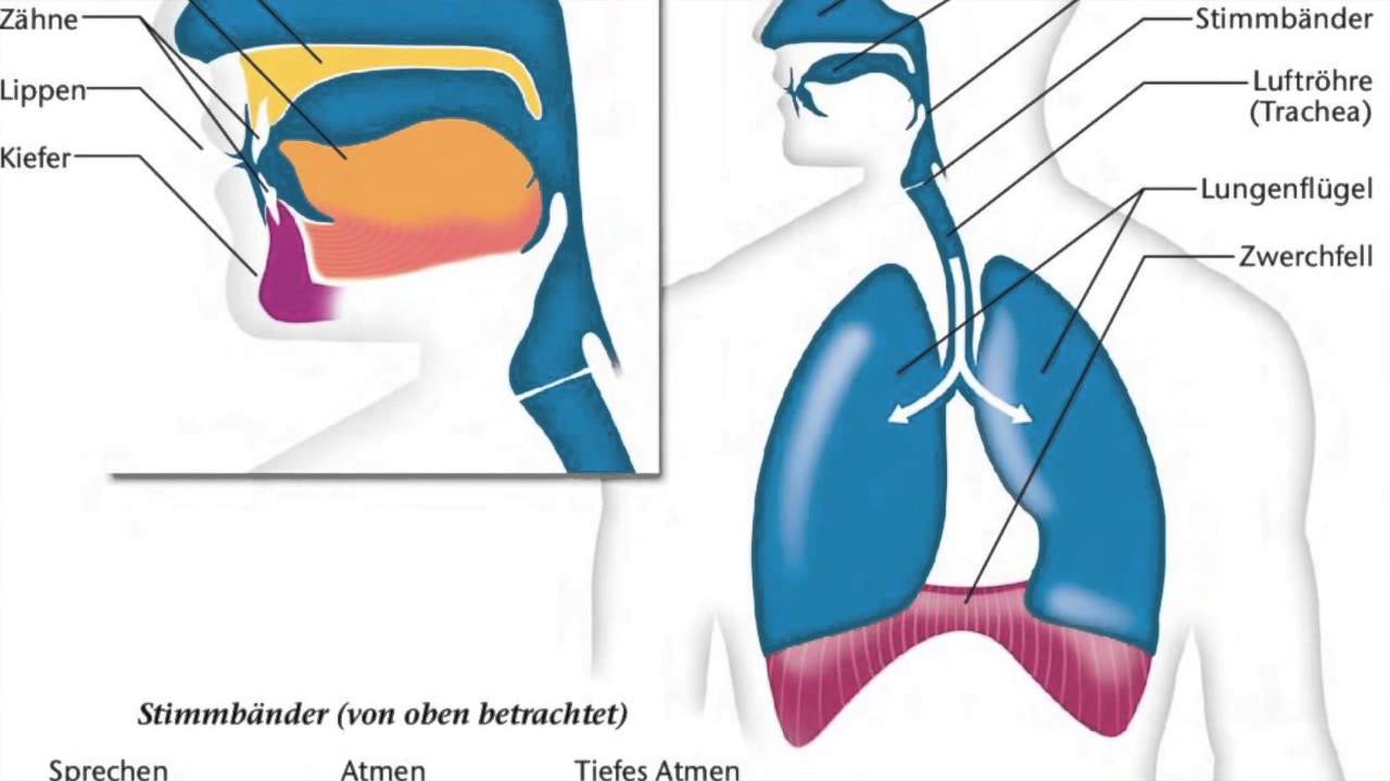 Welttag der Stimme - YouTube