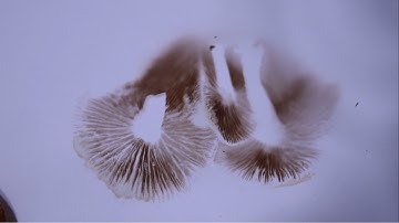 How To Take A Spore Print - Identifying Wild Mushrooms