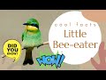 Little Bee-eater facts