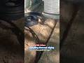 How to install diamond edging for flower bed/mulch bed installation #landscaping @jedirisingx7