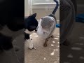 Cats trimming each other's claws | 猫同士の爪切り・猫の手を借りたシリーズ第二弾