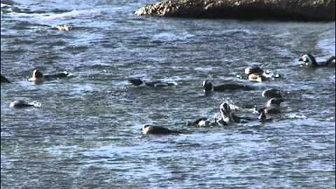 Endangered African Penguins reveal plight of ecosystem