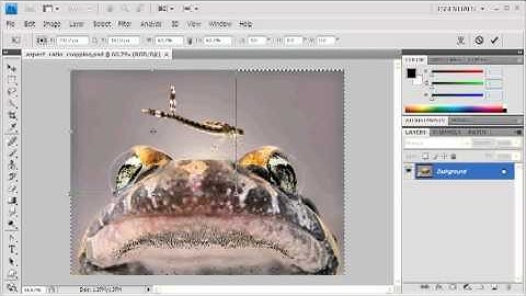 3.5 Maintaining the Same Width to Height Ratio when Cropping: Adobe Photoshop CS4 Video