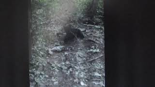 Bear Cub Caught in F&W Snare Trap PLEASE HELP