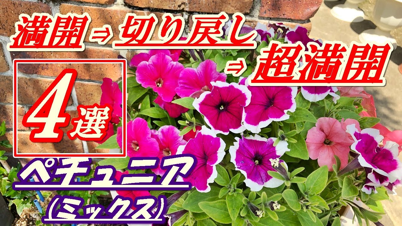 花 ペチュニアの育て方 切り戻し Youtube