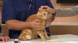 Veterinärens råd när du skaffat katt - Nyhetsmorgon (TV4)