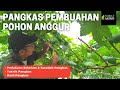 Cara Pangkas Pembuahan Anggur (Persiapan, Teknik, Hasil) - How to Prune a Grape/Vine