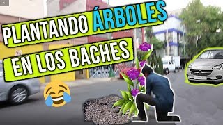 Plantamos flores en baches para que no caiga la gente (Experimento social) Planting flowers