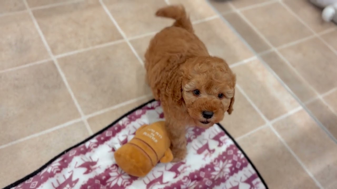 トイプー 62268 トイプードル - YouTube