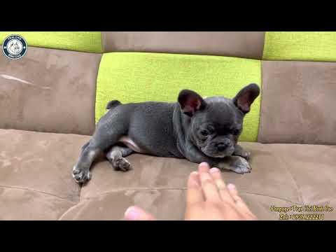 Video Bull Pháp Cái Màu Blue Tan Tìm Chủ Mới | Siêu dễ... - youtube