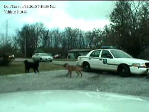 Winston the Bulldog vs Patrol Car