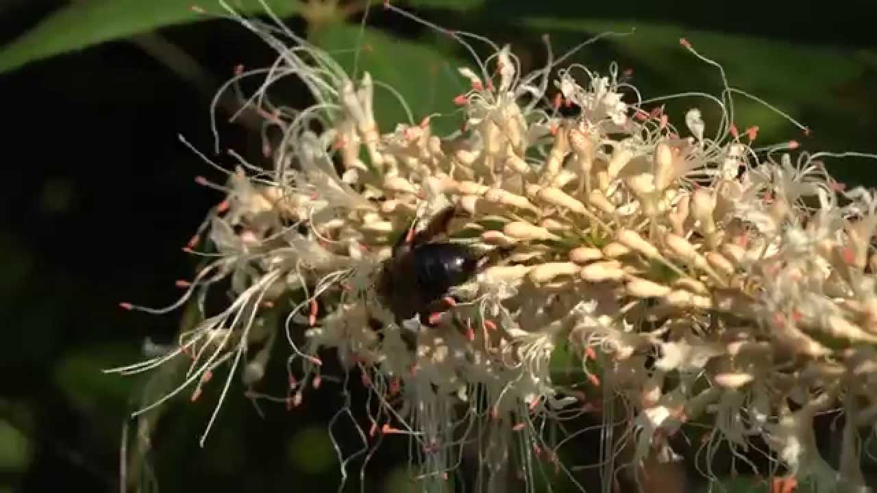 C0582 Xylocopa virginica pollinating Bottlebrush Buckeye (Aesculus parviflora) 4K