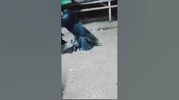 POUTER ATTITUDE WHATSAPP STATUS KABUTAR #pigeon #viral #attitudestatus