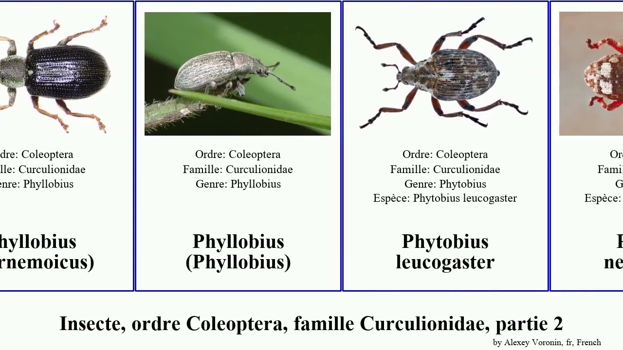 Insecte, ordre Coleoptera, famille Curculionidae, partie 2 pissodes lixus polydrusus phyllobius