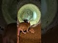 Field Mouse Secret Seed Chamber