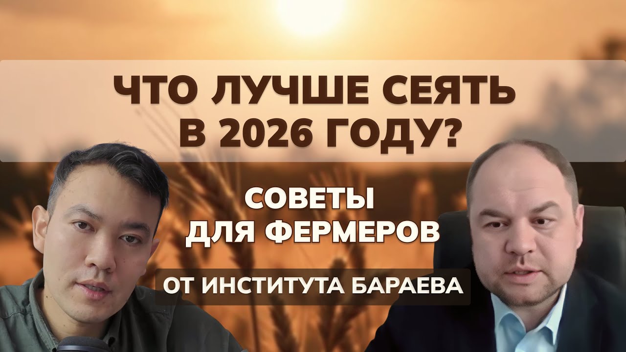 Семена института Бараева. Как показали себя в 2025 году?  #фермер #сельскоехозяйство #казахстан
