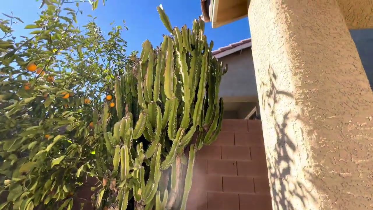 Fantastic Free Euphorbia Ingens Cuttings