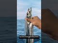loài cá này có ăn được không P3