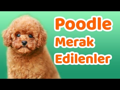 Poodle Karakteri, Eğitilebilirlik, Boy Standartları, Yaşam Koşulları, Renk ve Yüz Yapısı