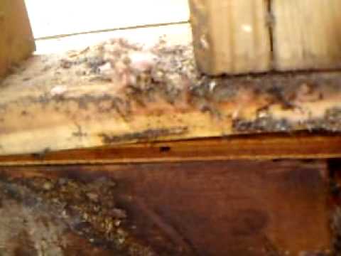 removal of fallopian tube Carpenter Ants